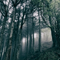 Akira Kosemura - In The Dark Woods (2017) MP3  Vanila