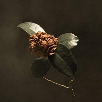 St. Paul & The Broken Bones - Young Sick Camellia (2018) MP3
