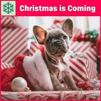 VA - Christmas Is Coming (2021) MP3