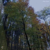 VA - Nature Lovers (2021) MP3