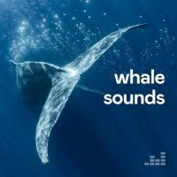 VA - Whale Sounds (2023) MP3
