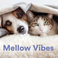 VA - Mellow Vibes (2023) MP3