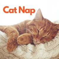 VA - Cat Nap (2025) MP3