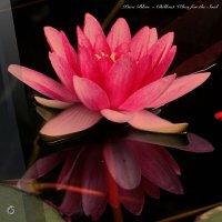 VA - Pure Bliss [Chillout Vibes for the Soul] (2025) MP3