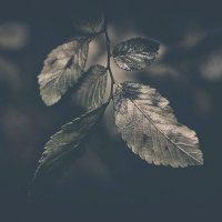 Bvdub - Farewell (2025) MP3