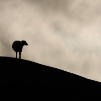 Hyacinthuset - Gå [vänd inte om] (2026) MP3