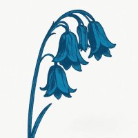 The Bluebells - This Is� The Bluebells (2026) MP3